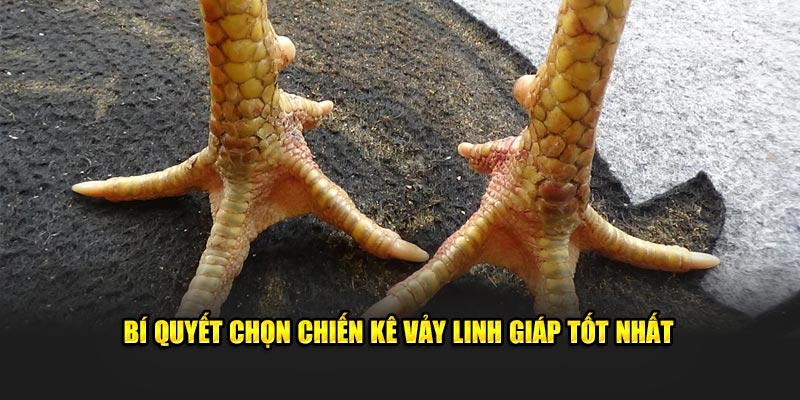 Bí quyết chọn chiến kê vảy Linh Giáp tốt nhất