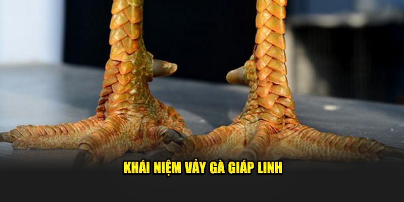 Khái niệm vảy gà giáp linh